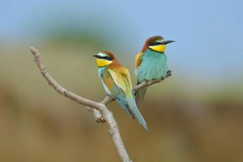 European bee-eater (merops apiaster) outdoor Stock Photos