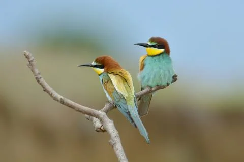 European bee-eater (merops apiaster) outdoor Stock Photos