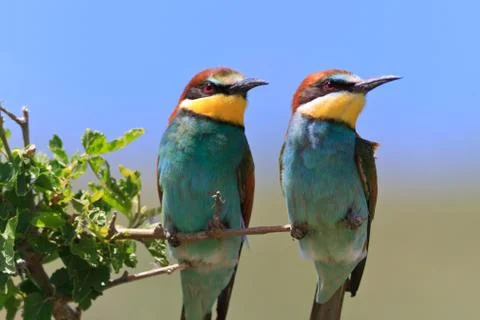 European bee eater (merops apiaster) Stock Photos