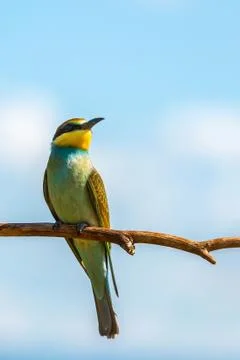 European bee-eater (Merops apiaster) Stock Photos