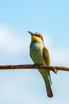 European bee-eater (Merops apiaster) Stock Photos