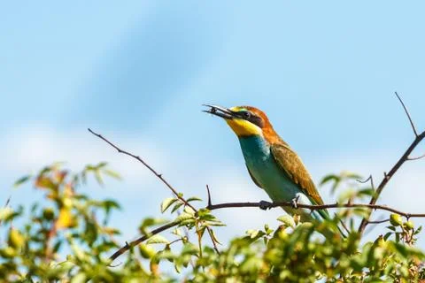 European bee-eater (Merops apiaster) 스톡 사진