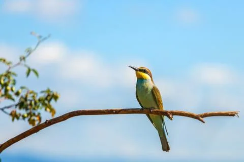 European bee-eater (Merops apiaster) Stock Photos