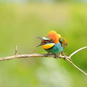 European bee-eater (Merops apiaster) protects its territory. Stock Photos