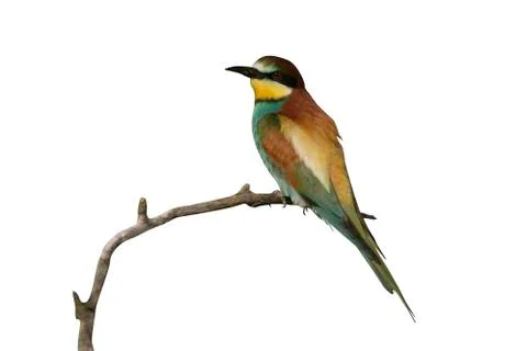 European bee-eater, Merops apiaster Foto stock