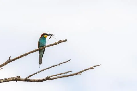 A European bee-eater (Merops apiaster) resting on a tree, dragonfly in beak Stock Photos