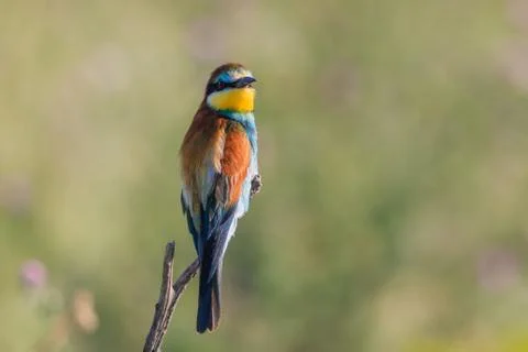 European bee eater (merops apiaster) Stock Photos