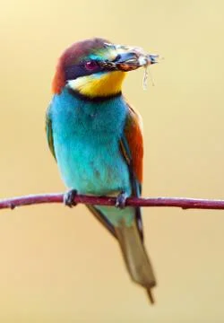 European bee eater (Merops apiaster) Stock Photos