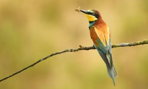European bee eater (Merops apiaster) Stock Photos