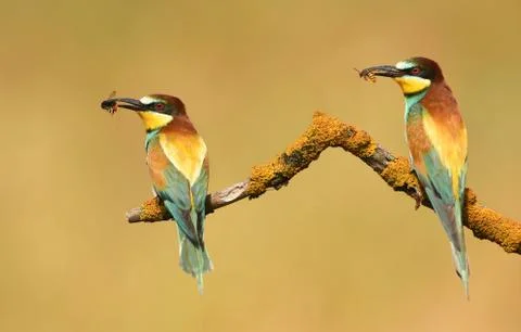 European bee eater (Merops apiaster) Stock Photos