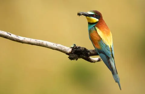 European bee eater (Merops apiaster) Stock Photos
