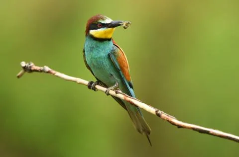 European bee eater (Merops apiaster) Stock Photos