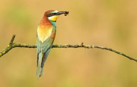 European bee eater (Merops apiaster) Stock Photos