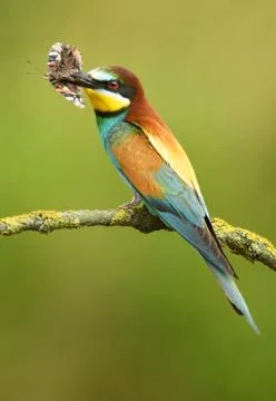 European bee eater (Merops apiaster) Stock-Fotos
