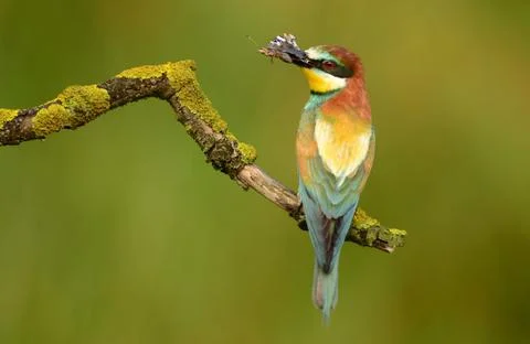 European bee eater (Merops apiaster) Stock Photos