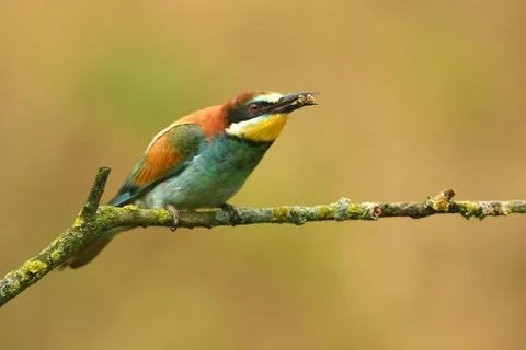 European bee eater (Merops apiaster) Stock Photos
