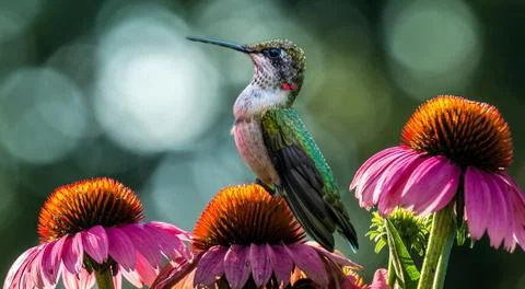 European bee-eater (Merops Apiaster) outdoor Stock Photos
