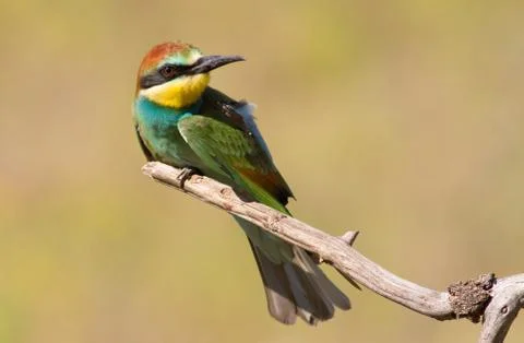 European bee eater, Merops apiaster. Young bird Stock-Fotos