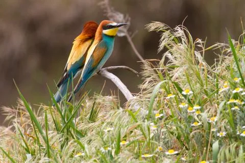 European bee eater, Merops apiaster. Common bee-eater. Stock Photos