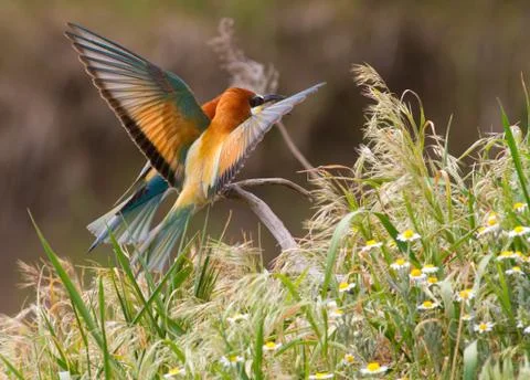 European bee eater, Merops apiaster. Common bee-eater. Stock Photos