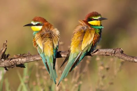 European bee eater, Merops apiaster. Family portrait Stock Photos