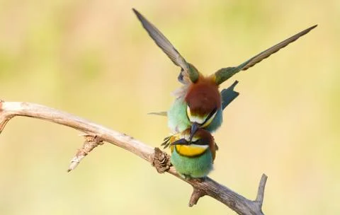 European bee eater, Merops apiaster. Common bee-eater. Stock Photos
