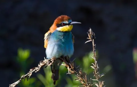European bee eater, Merops apiaster. Common bee-eater. Close-up Stock-Fotos