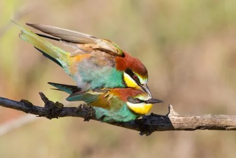 European bee eater, Merops apiaster. Common bee-eater. A family of bee-eater Stock-Fotos