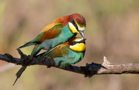 European bee eater, Merops apiaster. Common bee-eater. A family of bee-eater Foto stock
