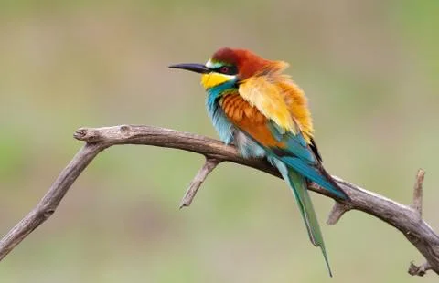 European bee eater, merops apiaster. Bird bloated Stock-Fotos