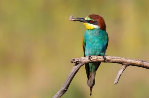 European bee-eater, merops apiaster. An adult bird sits on a dry branch Foto stock