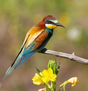 European bee-eater, merops apiaster. Bird sits on a dry branch near a beautif Stock Photos