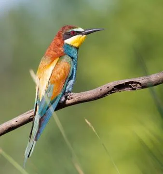 European bee-eater, merops apiaster. The bird sits on a beautiful branch Foto stock