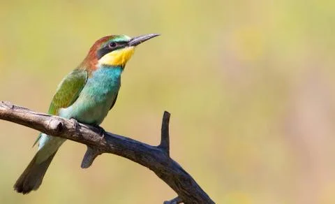 European bee-eater, merops apiaster. A young bird is sitting on a branch Foto stock