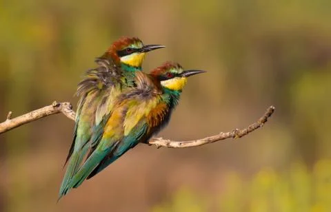 European bee eater, Merops apiaster. Early morning. Family of birds sitting o Foto stock