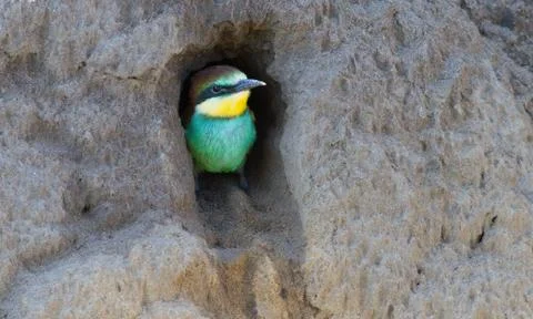 European bee eater, Merops apiaster. In the early morning, chicks peek out fr Stock Photos
