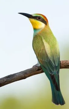 European bee eater, Merops apiaster, common bee-eater. Early sunny morning, t Foto stock