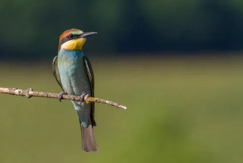 European bee eater, Merops apiaster, common bee-eater. Early sunny morning, t Stock-Fotos