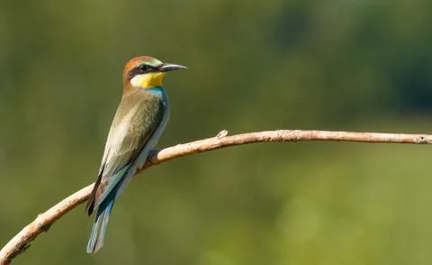 European bee eater, Merops apiaster, common bee-eater. Early sunny morning, t Foto stock
