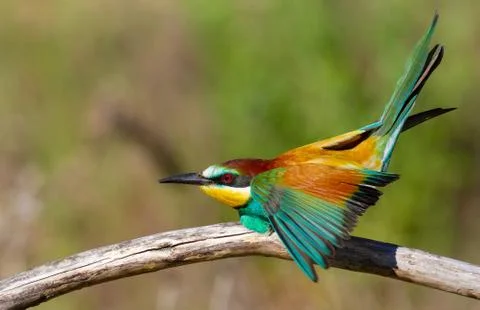 European bee-eater, Merops apiaster. In the early morning, the bird sits on a Foto stock