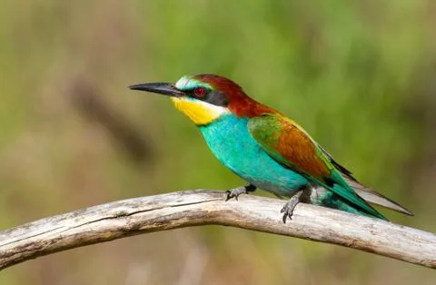 European bee-eater, Merops apiaster. In the early morning, the bird sits on a Stock Photos
