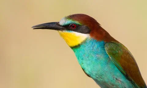 European bee-eater, Merops apiaster. In the early morning, the bird sits on a Stock Photos