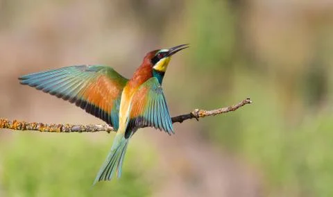 European bee-eater, Merops apiaster. In the early morning, the bird sits on a Stock Photos