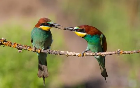 European Bee-eater, Merops apiaster. Early morning. Birds are sitting on an o Stock-Fotos