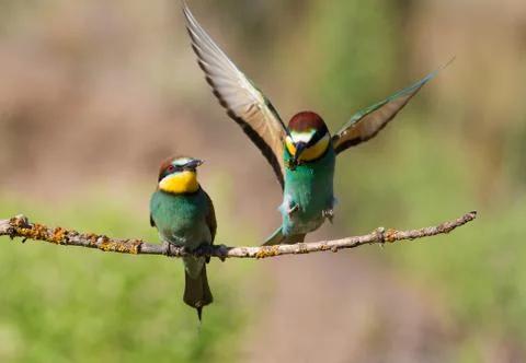 European Bee-eater, Merops apiaster. The male bird returns from the hunt, sit Foto stock