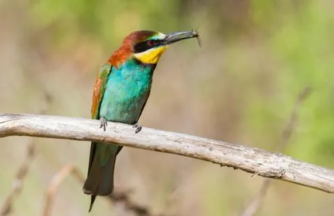 European Bee-eater, Merops apiaster. Early morning. Birds are sitting on an o Stock-Fotos