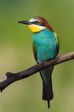 European Bee-eater, Merops apiaster. Early morning, a bird sits on an old dry Stock Photos