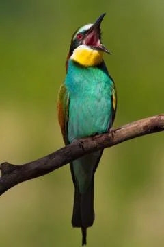 European Bee-eater, Merops apiaster. Early morning, a bird sits on an old dry Stock Photos