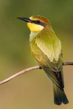 European Bee-eater, Merops apiaster. In the early morning, a young bird sits Stock Photos