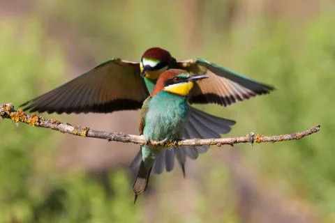European Bee-eater, Merops apiaster. The male bird returns from the hunt, sit Stock Photos
